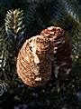 Abies koreana Silberlocke IMG_4513 Jodła koreańska